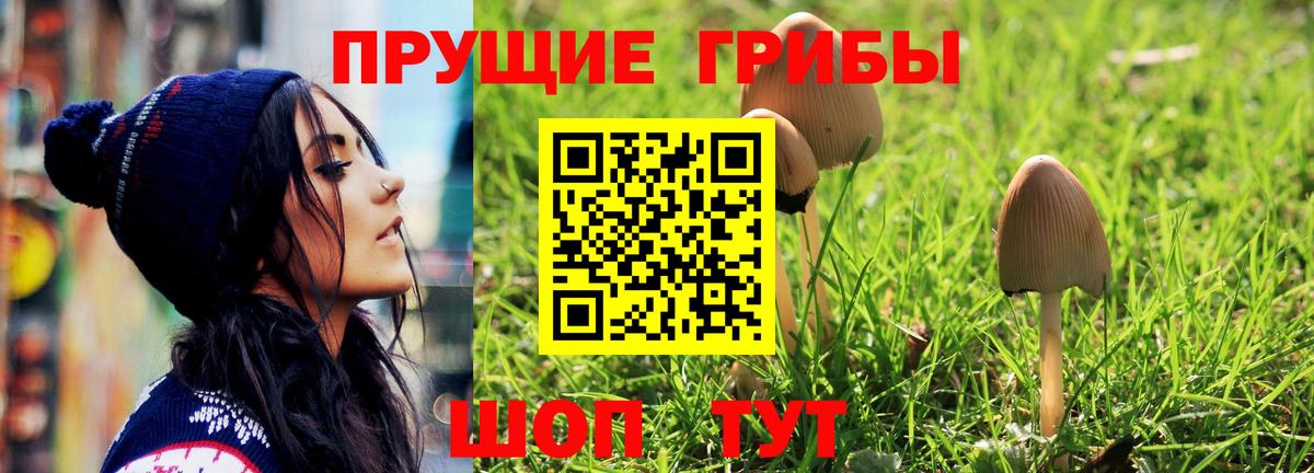 Сосновоборск  закладка  Вход с VPN  Псилоцибиновые грибы мицелий 